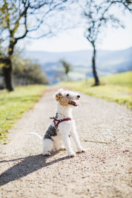 Hund sitzt auf einem Weg